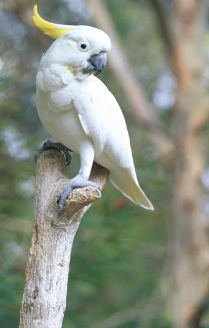 kakadu żółtolica