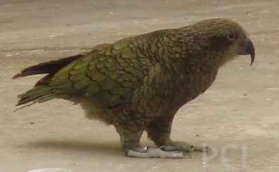 kea