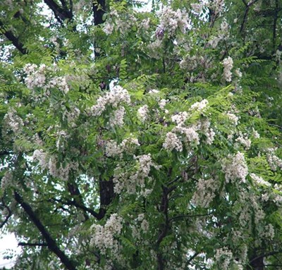 robinia