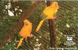 Aratinga solstitialis (Konura soneczna)