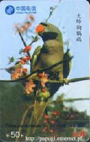 Psittacula derbiana (aleksandretta chiska)