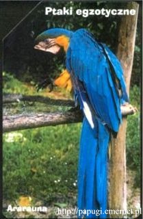 Ara ararauna (ara ararauna)
