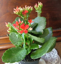 kalanchoe