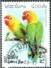 Agapornis fischeri (nierozczka rudogowa), 1997