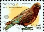Nestor notabilis (kea), 1990