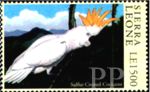 Cacatua galerita (kakadu toczuba), 2000