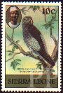 Psittacus erithacus (ako), 1980