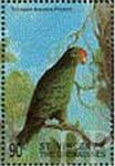 Amazona tucumana (amazonka toruda), 1998