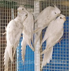 australijska pastelowa srebrna bia�og�owa