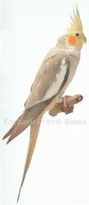 zdjęcie: plakat VanKeulen