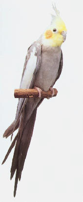 zdjęcie: plakat VanKeulen