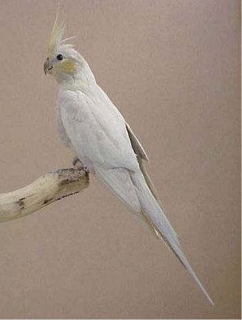 dominuj�ca srebrna