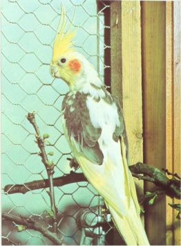 zdj�cie: G. Smith "Encyclopedia of Cockatiel"