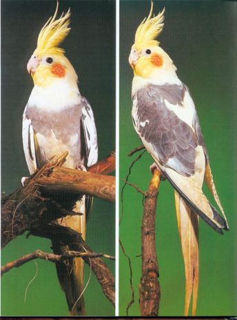 zdj�cie: G. Radtke "Nymphensittiche"