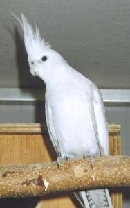 australijska pastelowa srebrna bia�og�owa