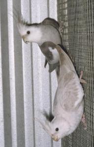 australijska pastelowa srebrna bia�og�owa