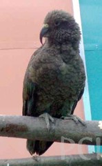 papugi